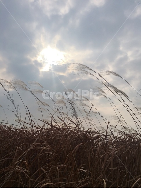 가을,갈대,억새,자연,풍경,쓸쓸한,해질녘,하늘공원,가을,계절,fall,autumn,season,grass,잔디,plant,식물,lawn