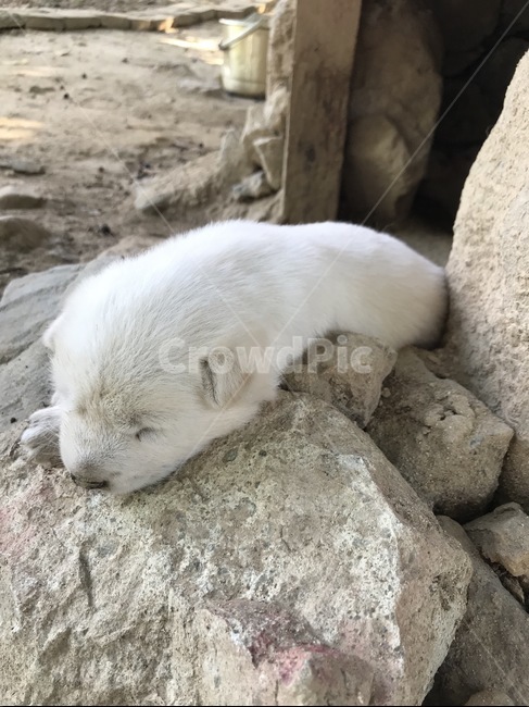 강아지,백구,진돗개,애완동물,멍멍이