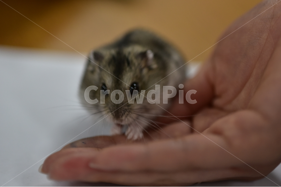 햄스터,동물,애완동물,포유류,펫,귀여움,귀여운,hamsters,mammals,pets,pet,cute,동물,animal,포유류,mammal