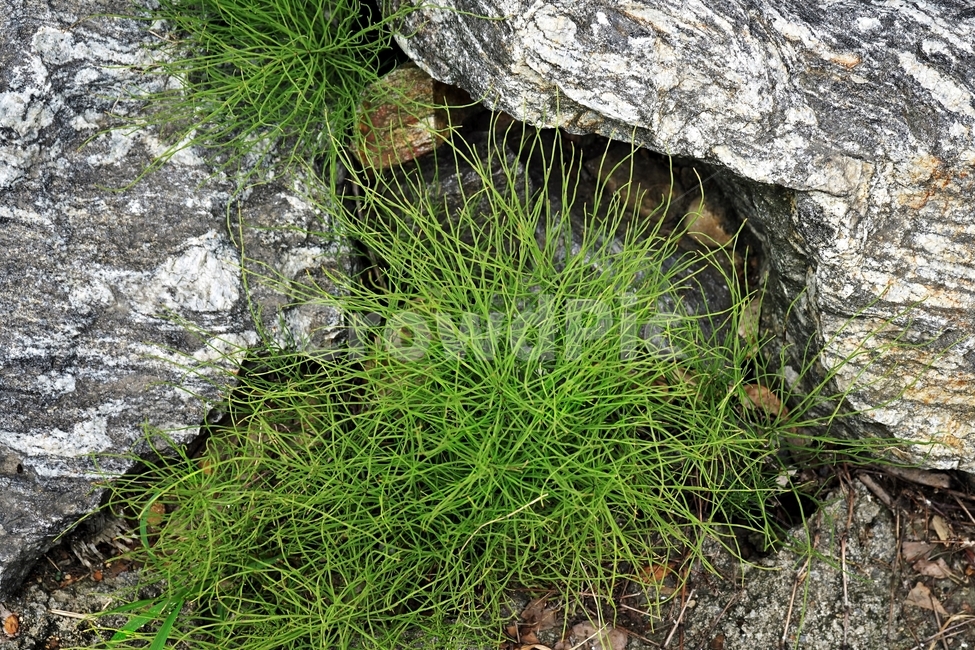 쇠뜨기,자연,돌,바위,풀,식물,Fieldhorsetail,plant,nature,잡초,히로시마,식물,자연,plants,nature