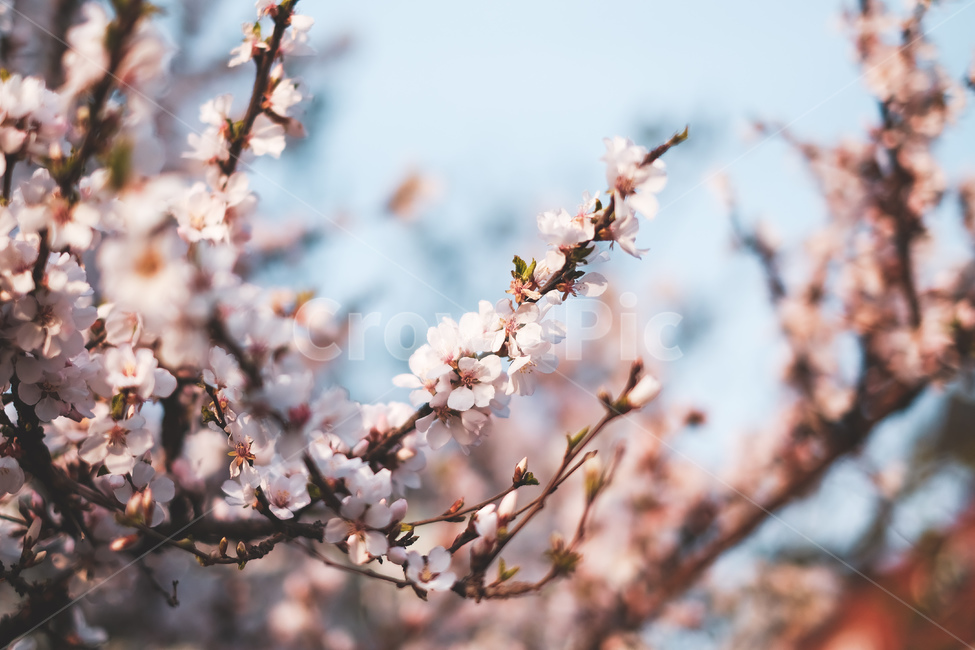 꽃,벚꽃,봄,계절,3월,나무,꽃잎,개화,식물,blossom,flower,plant