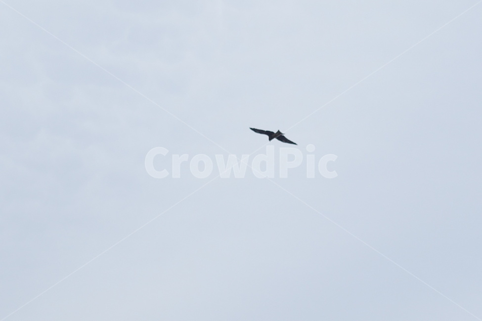 갈매기,새,비행,seagull,조류,flying,bird