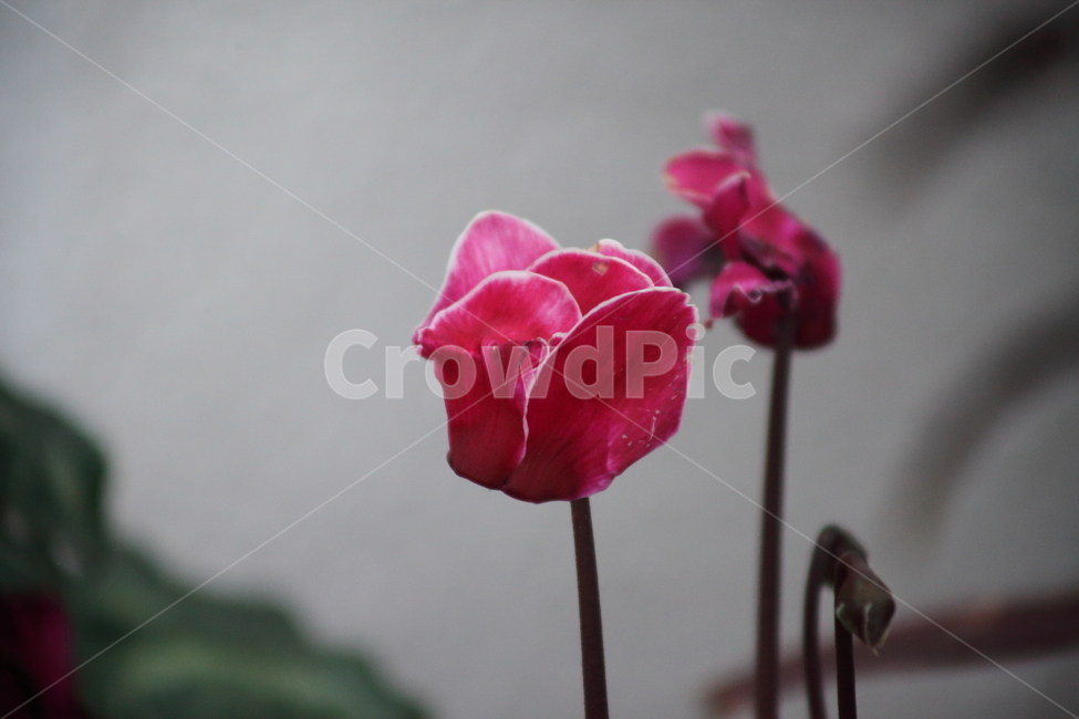 시클라멘,꽃,식물,cyclamenpersicum,flower,식물,자연,plants,nature,꽃,flower