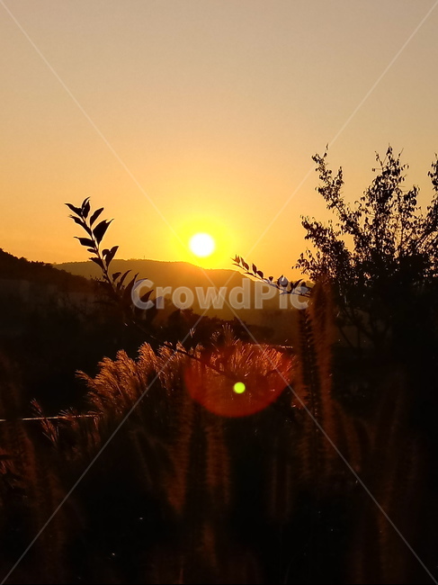 갈대,식물,plant,reed,겸가,여러해살이풀,석양,노을,sunlight,sunset,황혼,붉은하늘,가을,계절,fall,autumn,season,식물,자연,plants,nature,flare,플레어,light,빛,햇빛,outdoors,옥외,일몰,red sky,붉은 하늘,sky,하늘,dusk,dawn,새벽