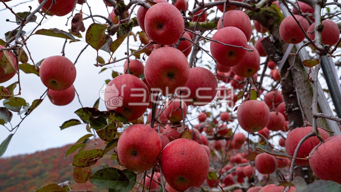 fruit,apple farm,tree branches,apple garden,apple,orchard,fall,fruit tree,ripening,fruition,season,thick apples,hanging,red apples,apple tree