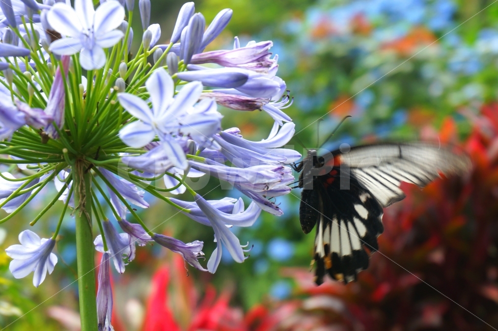 꽃,나비,수국,자연,접사,포착,날개짓,식물,자연,plants,nature,꽃,flower,동물,animal,곤충,벌레,insect,bug