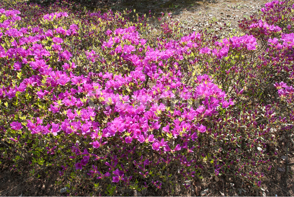 진달래,철쭉,봄,꽃,생화,공원,식물,조경,핑크,분홍,spring,season,flowe,만개,만발,자연,향기,영산홍,연산홍,보라,아름다운,화사한,Azalea,봄,계절,spring,season,식물,자연,plants,nature,꽃,flower,blossom,geranium,제라늄,plant