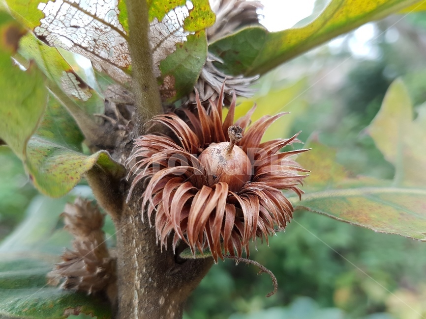 가을,도토리,자연,풍경,접사,과일,열매,fruit