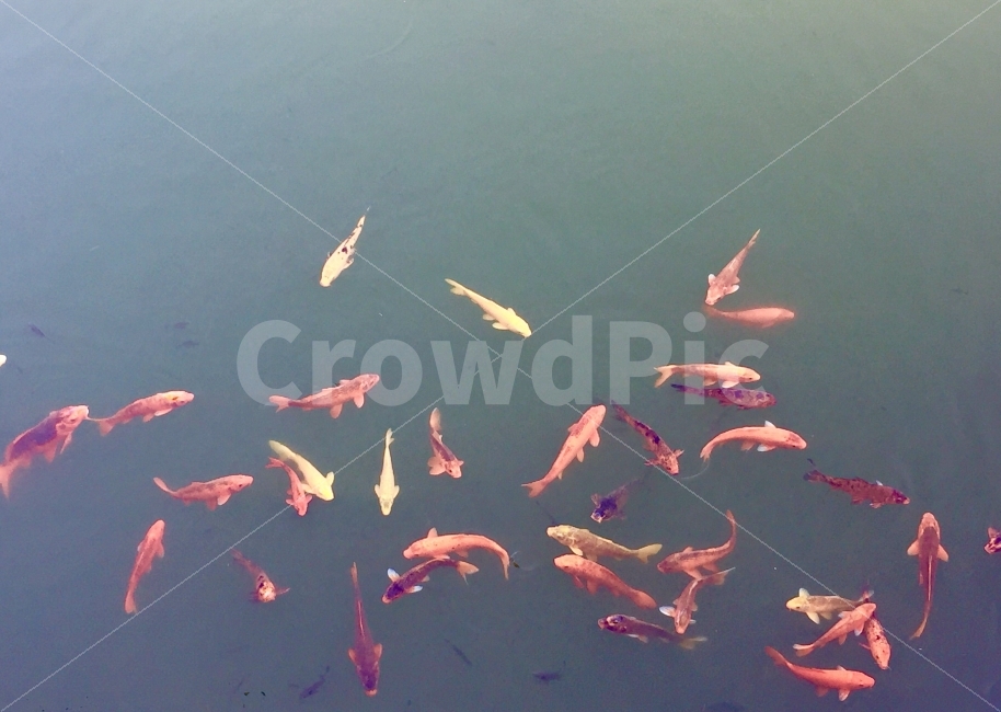 물고기,잉어,호수,부유하는,와글와글,동물,animal,어류,물고기,fish