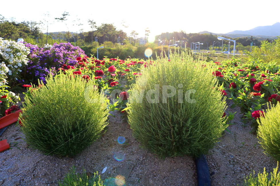 댑싸리,꽃댑싸리,식물,자연,대싸리,공쟁이,식물,자연,plants,nature,꽃,flower