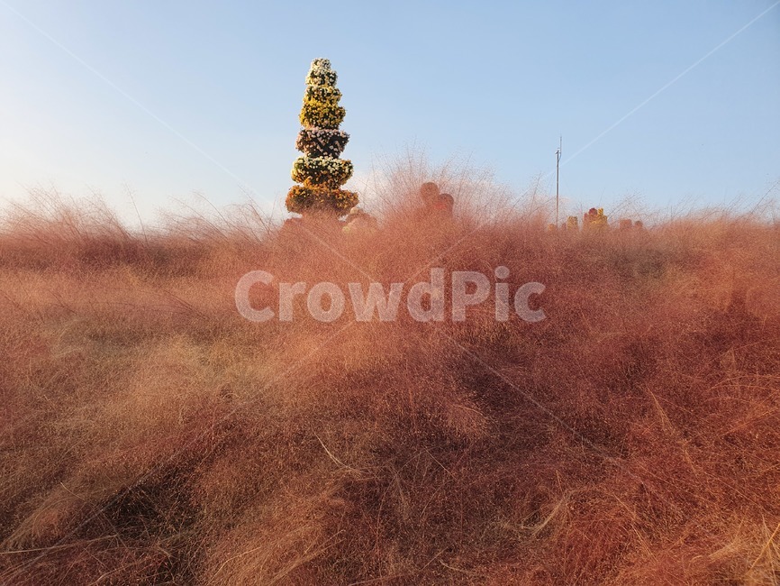 가을축제,가을풍경,핑크뮬리,예쁜가을풍경,자연,화순국화축제,가을,계절,fall,autumn,season