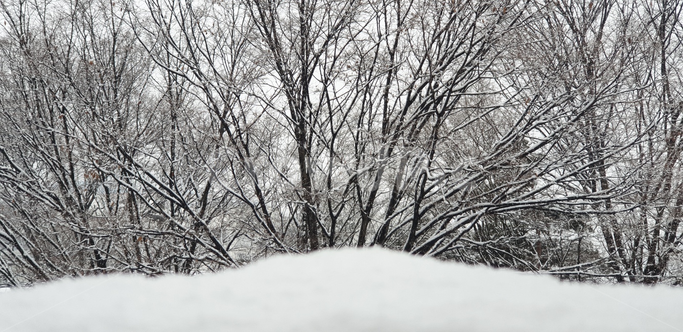 담벼락,눈,나무,풍경,겨울,겨울,계절,winter,season,자연,풍경,nature,landscape,storm,폭풍,outdoors,옥외,snow,blizzard,눈보라