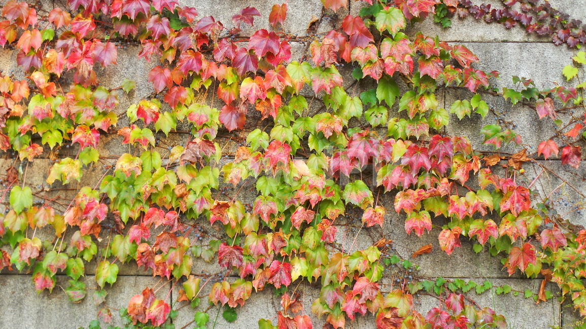 식물,잎,담쟁이,넝쿨,담쟁이넝쿨,leaf,나뭇잎,자연배경,가을,계절,fall,autumn,season,plant