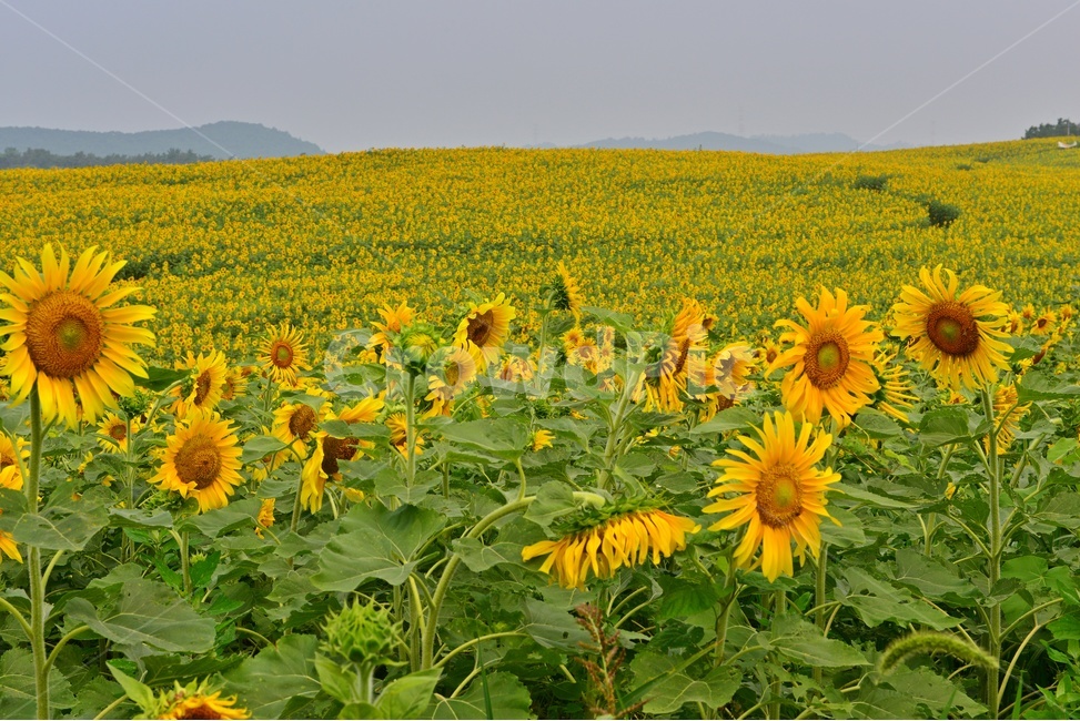 plant,식물,blossom,flower,꽃,sunflower,해바라기,고창,학원농장,해바라기밭