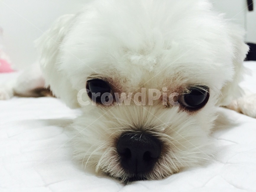 동물,개,강아지,반려견,dog,puppy,강아지얼굴,강아지코,강아지눈,미소,smile,animal,애완동물,애완견,반려동물,동물,animal,포유류,mammal,개,강아지,dog,doggy