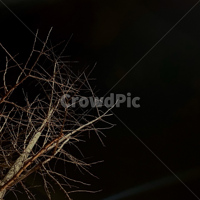 밤하늘,자연,outdoors,옥외,nature,sky,night