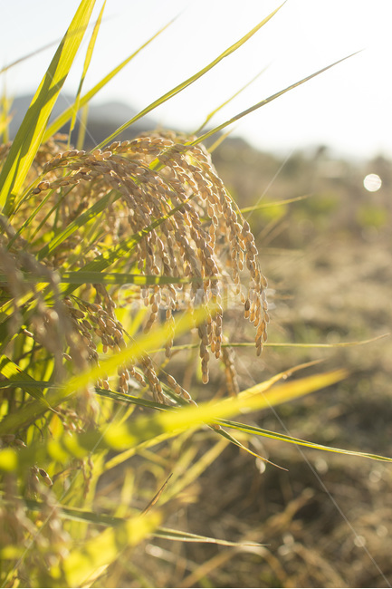 쌀,벼,자연,농업,가을,추수,곡식,시골,농사,곡류,곡식,cereals,농업,농사,agriculture,farming,farming industry