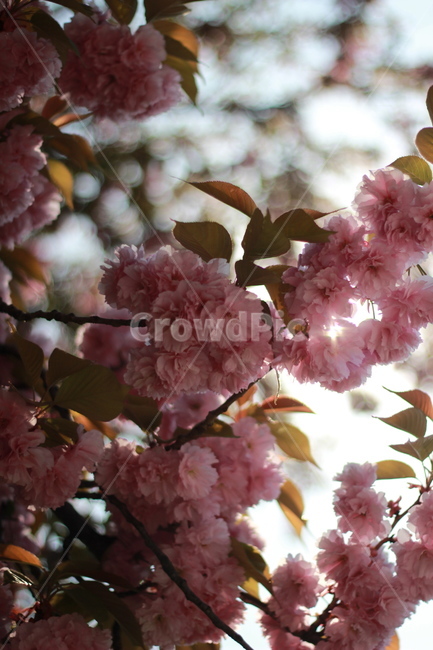 왕벚꽃,벚꽃,봄,햇빛,햇살,봄,계절,spring,season,plant,식물,flower,꽃,blossom,cherry blossom