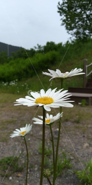 들꽃,봄,흰색,접사,수수함,식물,자연,plants,nature,꽃,flower