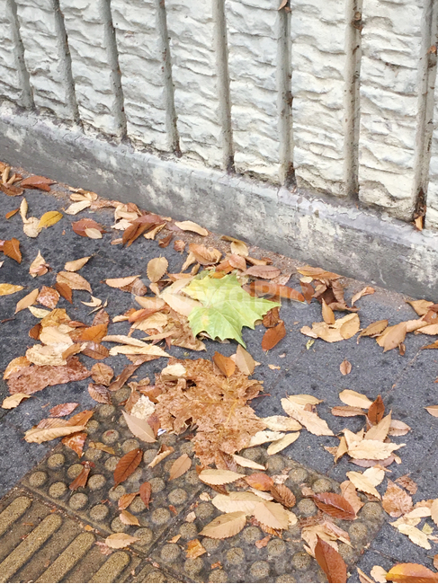 거리,street,보도블럭,sidewalkblock,보도,walkway,sidewalk,풍경,scenery,낙엽,deciduous,생활,life,바닥,ground