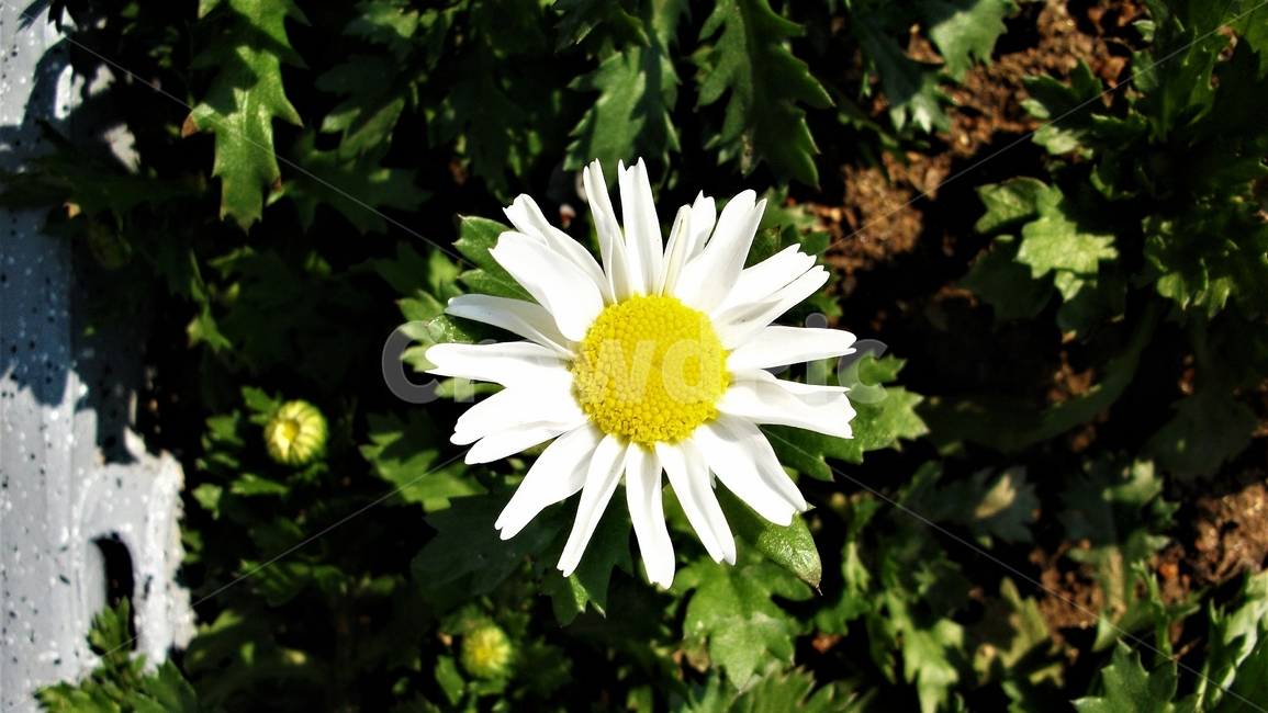 꽃,자연,식물,꽃잎,암술,수술,봄,spring,nature,bloom,petal,floral,scent,beautiful,plant,flower,식물,자연,plants,nature,꽃,flower