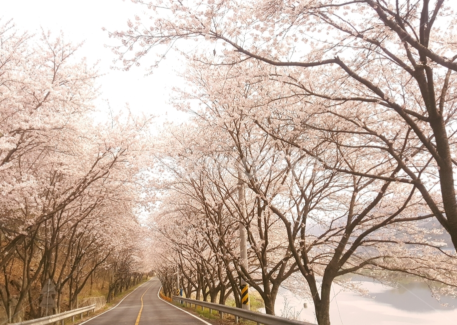 벚꽃,봄,풍경,자연,벚꽃길,세종시,고복저수지,식물,자연,plants,nature,꽃,flower