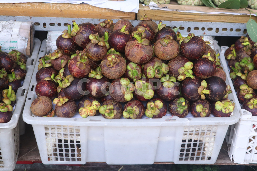 망고스틴,열대과일,과일,베트남과일,tropicalfruits,mangosteen,외국과일,쌓다,stack,음식,식재료,요리,food,cook,meal,dishes,food reserves,과일,열매,fruit