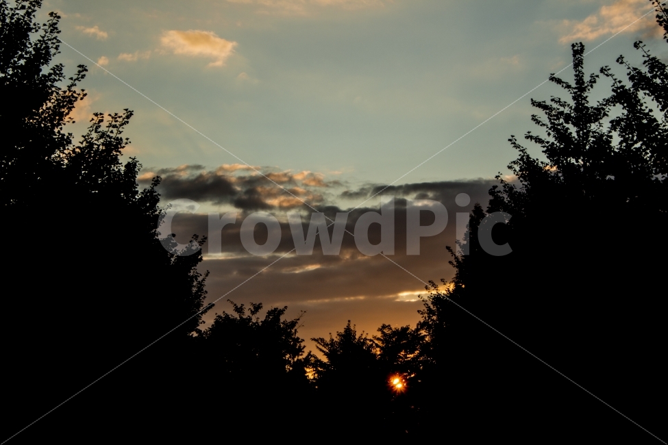 노을,나무,자연,태양,오후,초저녁,구름,자연,풍경,nature,landscape,실루엣,그림자,silhouette,shadow,tree,plant,식물,fir,전나무