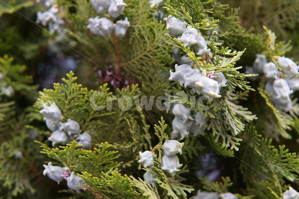 나무,tree,green,녹색,푸른,싱그러운,시원한,열매,잎파리,잎사귀,꽃,야자수,향나무