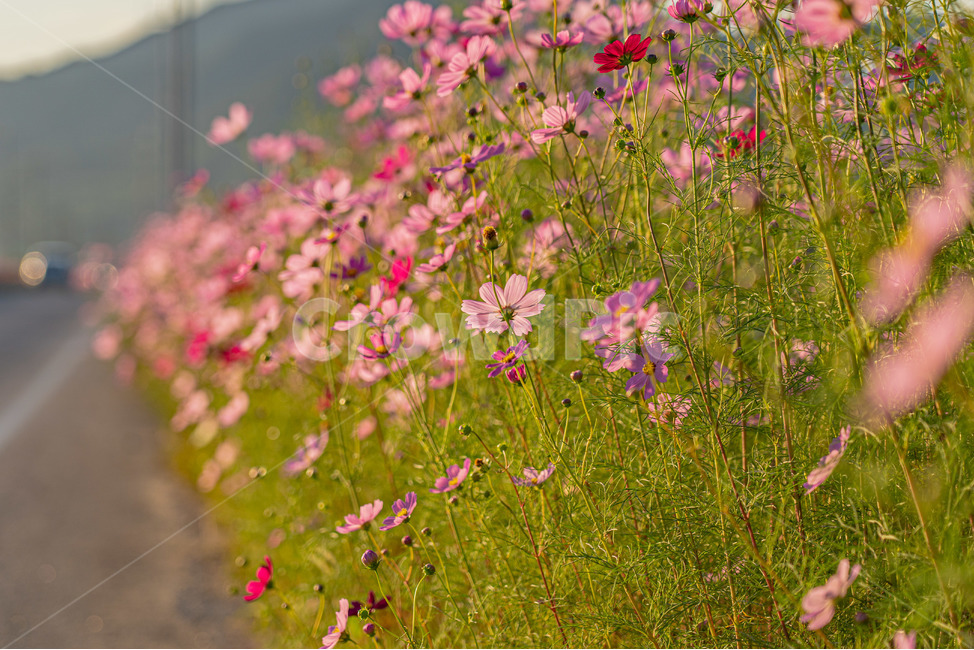 시골,풍경사진,가을,코스모스,꽃,가을,계절,fall,autumn,season,식물,자연,plants,nature,꽃,flower,outdoors,옥외,field,들,grassland,목초지