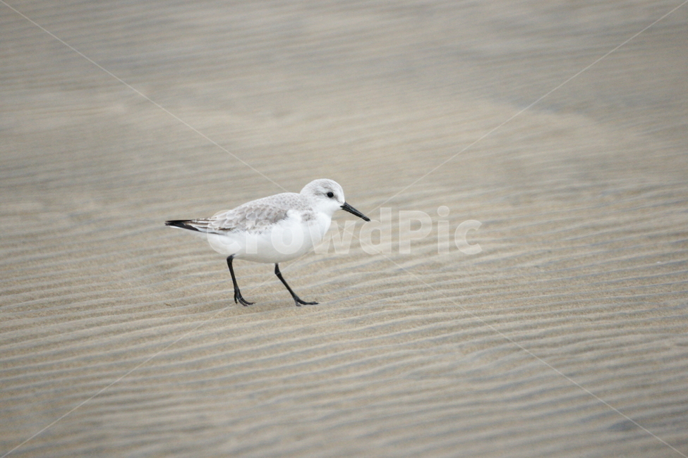 좀도요,새,철새,낙동강,모래,동물,animal,조류,새,birds