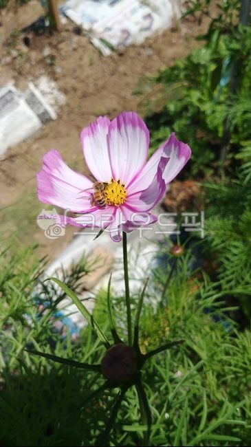 코스모스,가을,꿀벌,식물,꽃,cosmos
