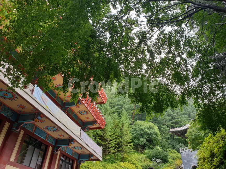 소백산,구인사,절,자연,평화