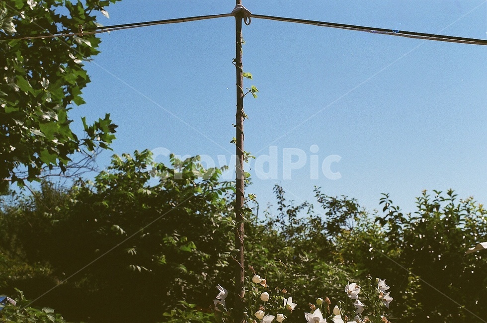 전봇대,전신주,utilitypole,시골,country,식물,plant,꽃,flower,풍경,scenery,필름,film