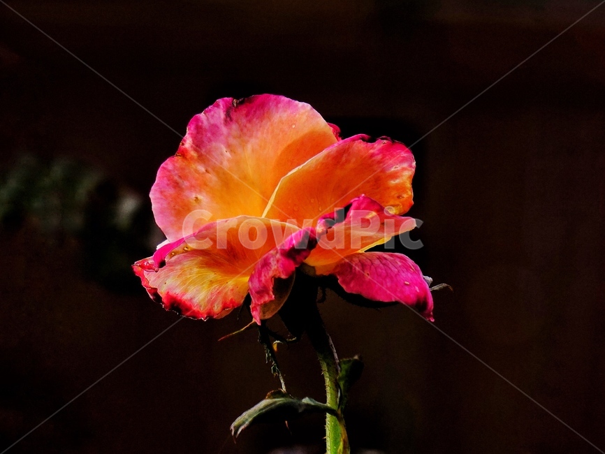 장미,꽃,장미꽃,flower,plant,rose,rosebud,식물,자연,plants,nature,꽃,flower