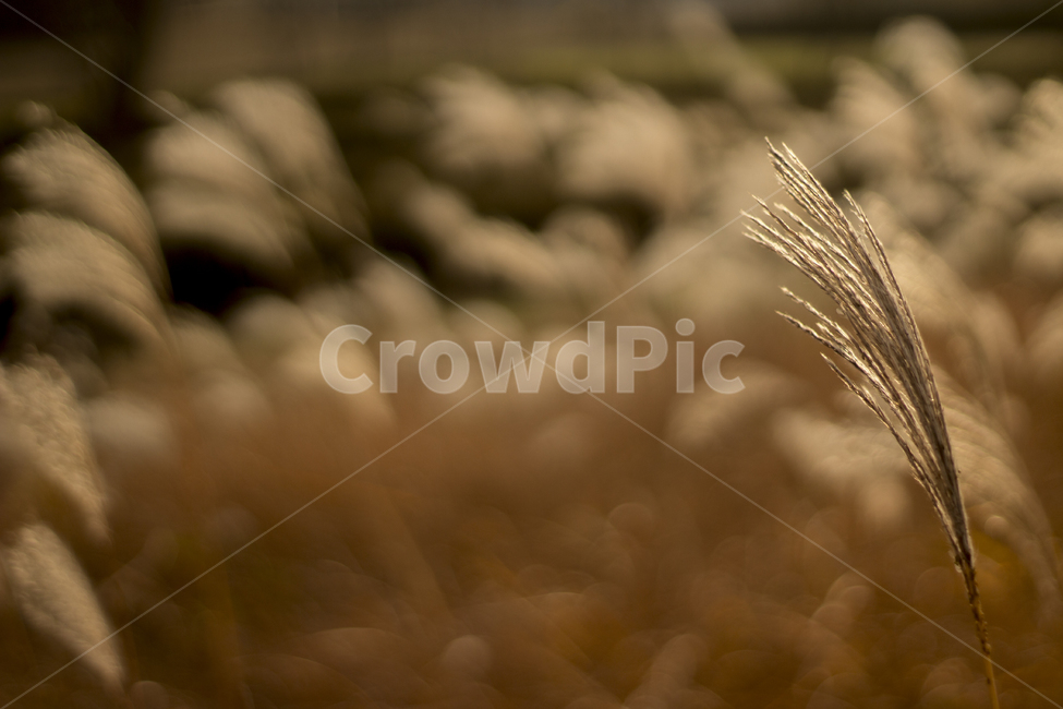 갈대,가을,햇살,오후,아웃포커싱,가을,계절,fall,autumn,season,식물,자연,plants,nature,grass,잔디,plant
