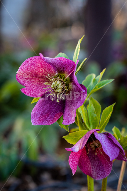 꽃,flower,식물,화분,수목원