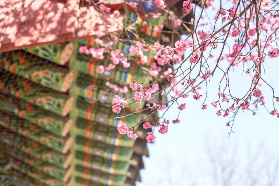 봉은사,봄,매화,매화꽃,꽃,홍매화,하늘,나무,자연,식물,분홍,관광명소,야외,flower,plants,sky,spring,nature,landscape,scenery,emotions,감성,봄,계절,spring,season,한국전통,한국문화,korean traditional,korean culture,식물,자연,plants,nature,꽃,flower,plant,blossom