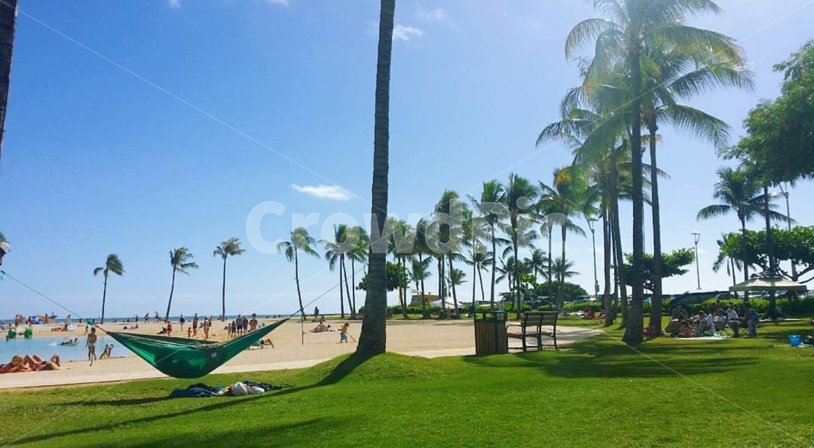 grass,잔디,plant,식물,바다,야자수,하와이,여행,해먹,hawaii,풍경,경치,palmtree,자연,풍경,nature,landscape