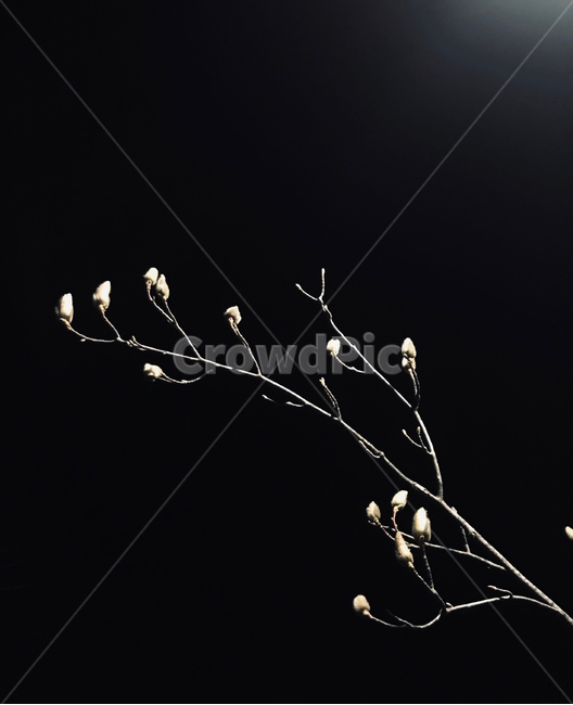 밤,목련,봄,밤의꽃,꽃봉오리,초봄,식물,자연,plants,nature,꽃,flower