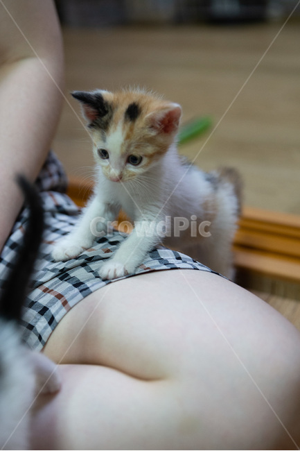 Cute cat,cutecat,kitten,cat,pet,kitty