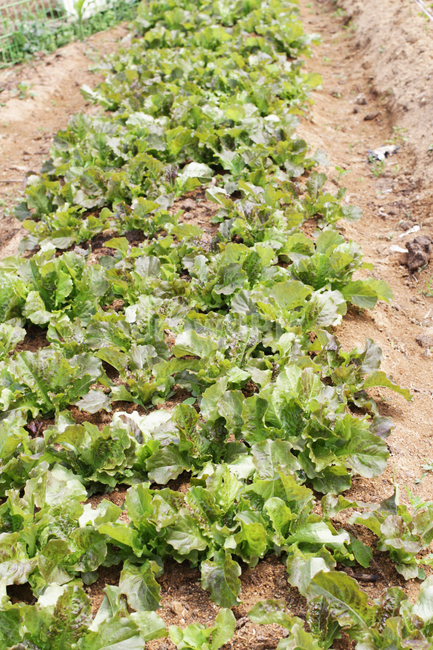 상추,야채,식물,lettuce,vegetables,plants,식물,자연,plants,nature