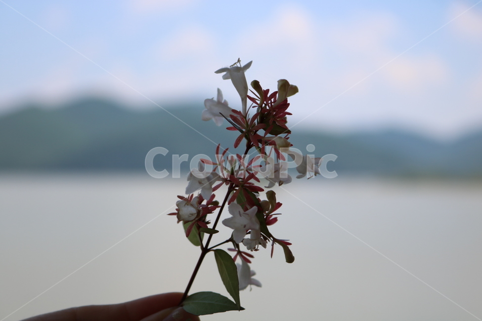 옥잠화,야생화,꽃,기다림,원망,식물,자연,plants,nature,꽃,flower