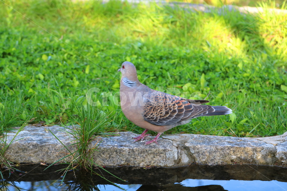 새,비둘기,산비둘기,조류,동물,연못,물,자연,동물,animal,조류,새,birds
