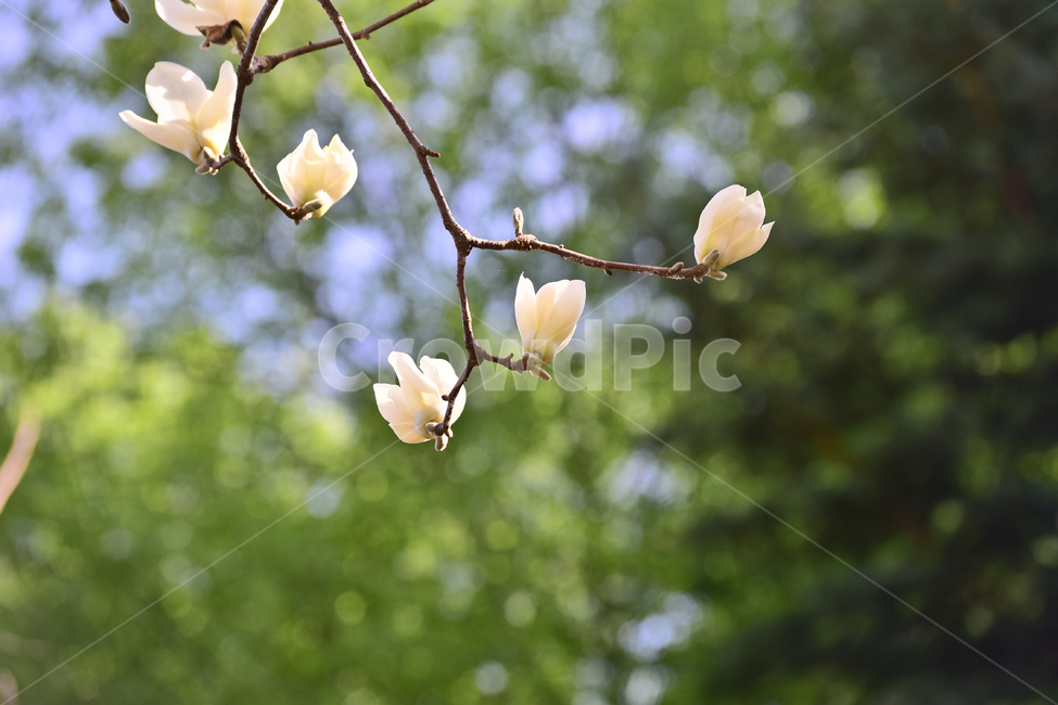 white flower,blossom,green,Spring background,magnolia flower,spring flowers,outdoor,magnolia,environment,outdoors,background,plant,season,tree flower