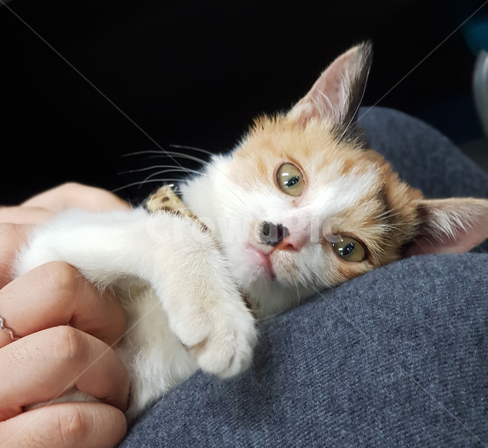 고양이,새끼고양이,졸음,낮잠,반려묘