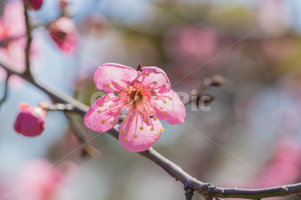 꽃,홍매화,매화,자연,봄,접사,꽃사진,풍경,spring,flower,nature,beauty,macro,봄,계절,spring,season,식물,자연,plants,nature,꽃,flower,감성,sensible,feeling,plant