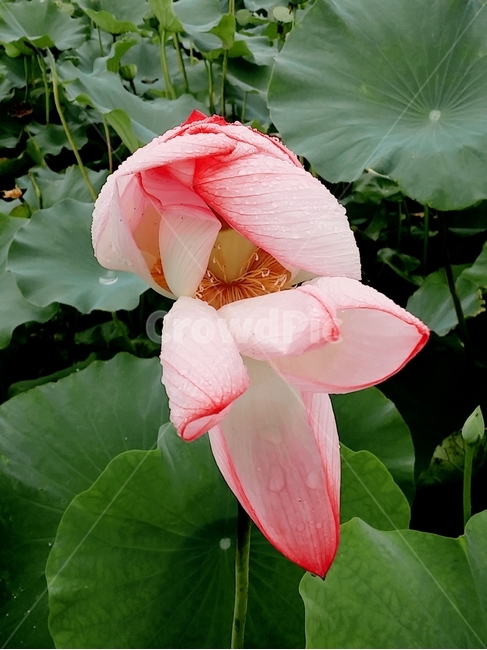 연꽃,lotus,꽃,자연,감성,여름,색감,아름다움,flower,식물,plants,nature,정물,비,장마,연잎,꽃봉오리,우아,접사,연밭,수생,연꽃축제,피어나다,녹색,잎,계절,lotusleaf,bloom,blossom,leaf,연,습지