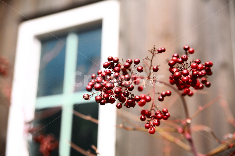 열매,창문,식물,window,fruit,plant