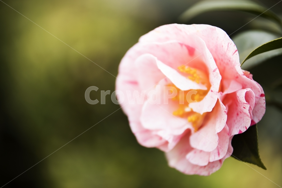 동백꽃,동백,오색동백,제주도동백,슈추카,식물,자연,plants,nature,꽃,flower,감성,sensible,feeling